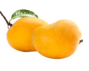 Mango Alphanso