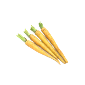 Baby Carrot Yellow