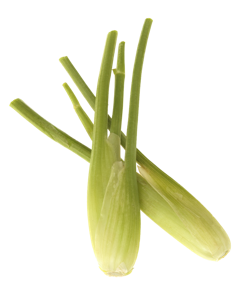Baby Fennel