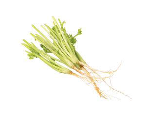 Coriander Roots