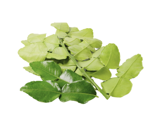 Kaffir Leaves