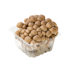 Mushroom Shimeji (Brown)