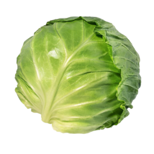 Cabbage Primo