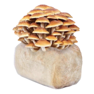 Mushroom ? Chestnut/Oyster