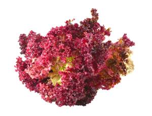 Lettuce Lollo Rosso