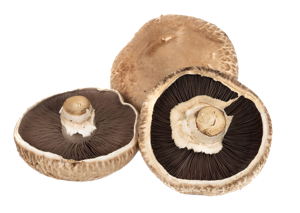 Mushroom ? Portebello