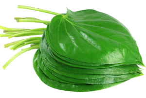 Paan / Betel leaf