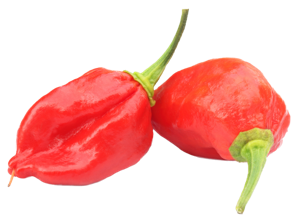 Naga Chilli