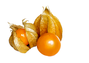 Physalis