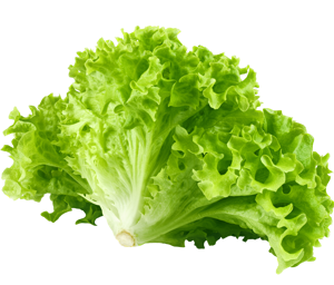 Lettuce Bionda