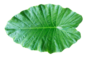 Patra / Colocasia Leaves
