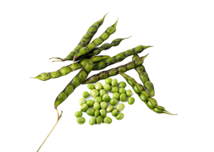 Pigeon Peas / Tuvar Dana