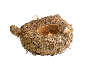 Suran/Jimikand/Elephant Foot Yam