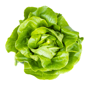 Lettuce Round