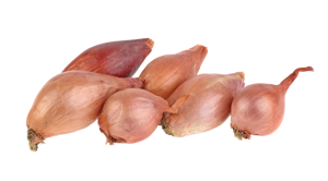 Onion Shallot