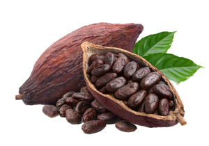 Cacao Fruit