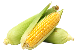 Sweet Corn