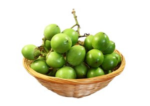 Gunda/Lasura/Assyrian Plum/Cordia Myxa