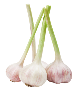 Fresh Garlic