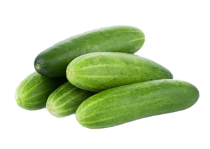 Cucumber Indian Velary
