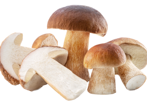 Frozen Cepe Mushroom