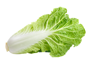 Lettuce Chinese Leaf/Chinese Cabbage