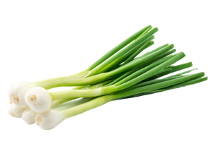 Spring Onion Large Egyptian / German /Dutch