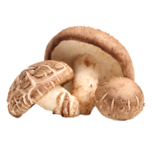 Mushroom ? Shitake