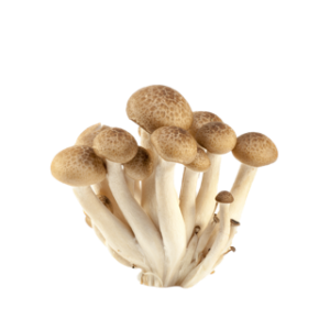 Mushroom ? Brown Beech