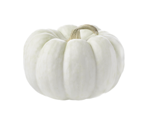 Pumpkin Silver (Net)