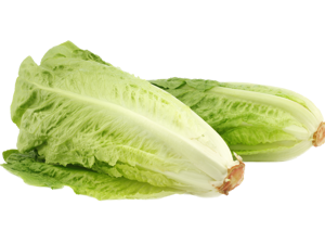 Lettuce Roman
