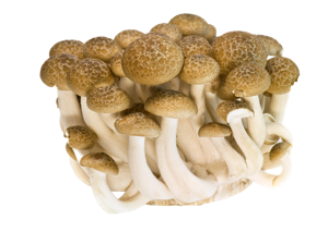 Mushroom ? Shimeji Brown (Clamshell)