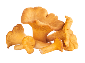 Mushroom ? Chanterelle (Jaune)