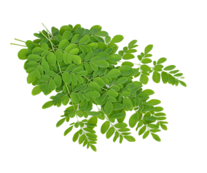 Drumstick Leaves / Moringa