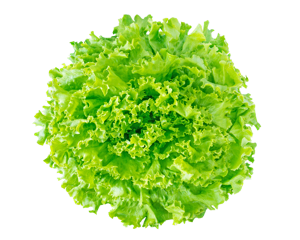 Lettuce Green Batavia