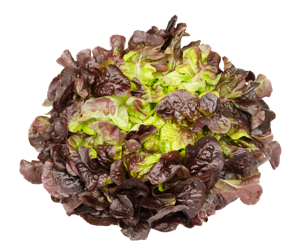 Lettuce Red Oakleaf
