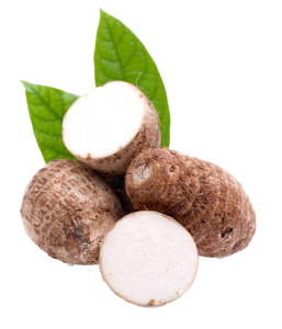 Taro ? Bengali Mukhi/Kochu